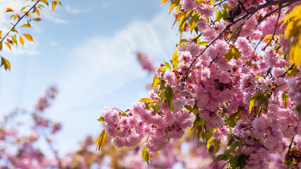 Wall Mural - pink sakura blossom in spring season. branches of japanese tree reach for the sky. beautiful floral nature background