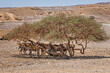 A herd of antelopes hiding from the heat under the trees in desert