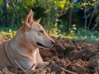 Canvas Print - Closeup shot of a Canaan dog laying on a field