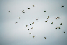 A Large Flock Of Starlings (Sturnus Vulgaris) Flying Low Over Grassland On Salisbury Plain Wiltshire UK