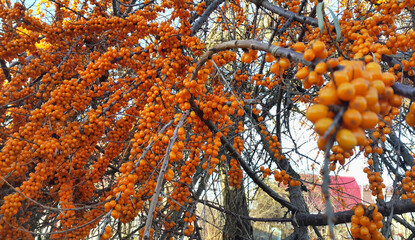 Canvas Print - sea buckthorn branches with bright ripe orange berries