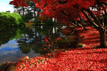 岩手県盛岡市　紅葉の落ち葉の絨毯