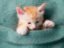 Maine Coon Kitten On Couch Under Knitted Blanket. Baby Cat Sleeping, Sleep And Cozy Nap Time. Domestic Animal. Home Pet An Young Cute Funny Kittens Cats At Home.