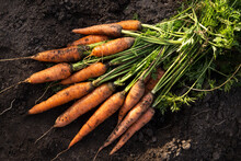 Carrot In Garden. Bunch Of Freshly Harvested Raw Carrots On Soil Ground Close Up. Organic Vegetables Autumn Harvest
