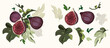  Big vector Set of figs branch. green leaves, fruit