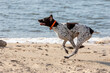 Running German Shorthaired Pointer while playing on the shore of the lake.