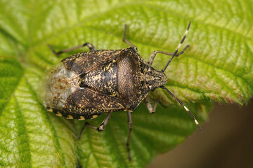 Sticker - Closeup  on an adult of the mottled shieldbug, Rhaphigaster nebulosa