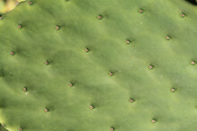 Close-up Of A Prickly Pear Cactus