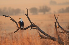 African Fish Eagle At Sunset