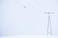 Minimalism Of A Pole With A Bird On The Supply Line