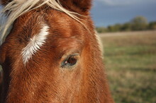 Portrait Of A Horse In The Field