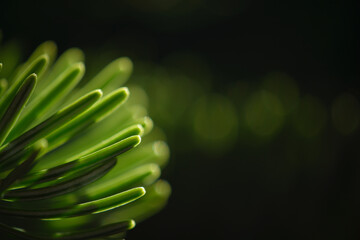 colorful green macro shot of the needles of a christmas tree with dark background and space for text