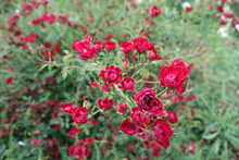 Tiny Red Flowers Of Roses In June
