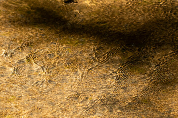 Clear water ripples while flowing on a smooth sandy surface inside Pench tiger reserve