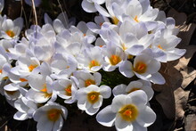 White And Yellow Flowers