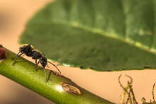 Ant Standing In A Green Stick With A Green Leaf Behind. Macro Photography. Formicidae
