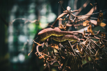 Poster - Selective focus shot of a snake slithering on wooden branches