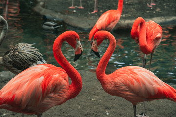 Sticker - Closeup of beautiful flamingos near a lake during daylight