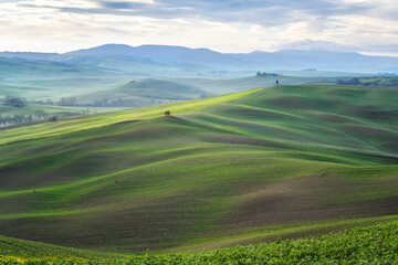 Wall Mural - amazing spring morning among picturesque green rolling hills in the heart of tuscany