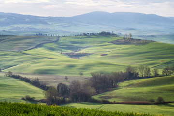 Wall Mural - amazing spring morning among picturesque green rolling hills in the heart of tuscany