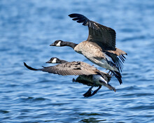 Selective Focus Shot Of Canadian Geese Flying Over The Water During Daylight