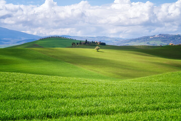 Wall Mural - Amazing spring morning among picturesque green rolling hills in the heart of Tuscany