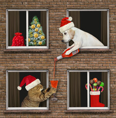 Wall Mural - A dog labrador in a red Santa Claus hat is leaning out of a window and pouring a glass of red wine to a cat neighbor for Christmas.