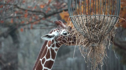 Poster - A slow-motion view of a giraffe eating in the zoo in HD