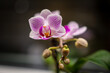 Orchideen in Pink und weiß - knabenkräuter