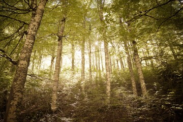 Wall Mural - Forest in the Pyrenees