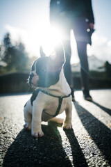 Wall Mural - Closeup of a bright sunlight shining across the French bulldog puppy and dog owner outdoors