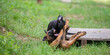 Labrador retriever and belgian malinois puppies playing
