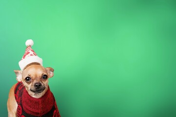 Canvas Print - Dog with Santa hat on pastel background, New year and Christmas concept