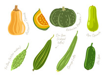 Butternut Squash, Kabocha Pumpkin, Opo Squash And Other Asian Exotic Vegetables. Japanese, Korean And Chinese Food Ingredients. Hand Drawn Vector Illustration.