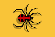 Spider Vector Illustration Top View 거미 일러스트 Yellow Background