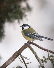 Great Tit (Parus Major) On A Branch