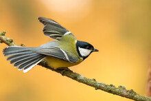 Great Tit (Parus Major), With Beautiful Yellow Background. Colorful Song Bird With Yellow Feather Sitting On The Branch In The Forest. Autumn Wildlife Scene From Nature, Czech Republic