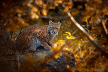 Eurasian Lynx (Lynx Lynx), With A Beautiful Yellow Coloured Background. An Amazing Endangered Carnivore Mammal With Brown Hair In The Forest. Autumn Wildlife Scene From Nature, Germany