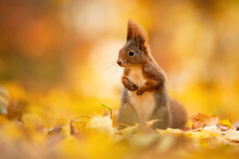 Eurasian Red Squirrel (Sciurus Vulgaris), With Beautiful Yellow Coloured Background. An Amazing  Cute Mammal With Red Hair In The Forest. Autumn Wildlife Scene From Nature, Czech Republic