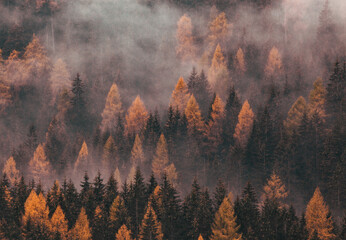 Wall Mural - foggy autumn landscape with pine trees