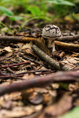 Canvas Print - Tiger toadstool outside in the forest.