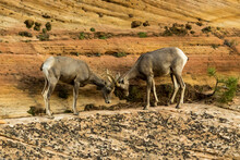 Pair Of Bighorn Sheep On Rocky Landscapes At The Zion National Park, Springdale, Utah, USA