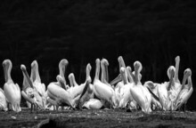 Great White Pelicans, Lake Nakuru National Park, Kenya