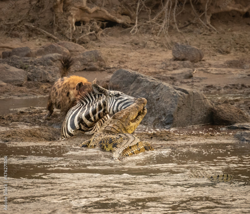 Poor Zebra Foto Poor Zebra got attacked by a spotted hyena after crossing the Mara ...
