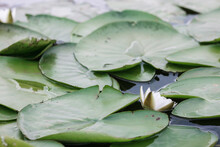 Leaves And A White Lotus Flower On The Lake. Lily Flower On The Water Close-up. Plants In The Lake.