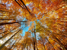 Fisheye Low Angle Shot Of Tall Skinny Trees In A Forest During Autumn With Colorful Leaves