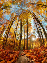 Vertical Fisheye Low Angle Shot Of Tall Skinny Trees In A Forest During Autumn With Colorful Leaves
