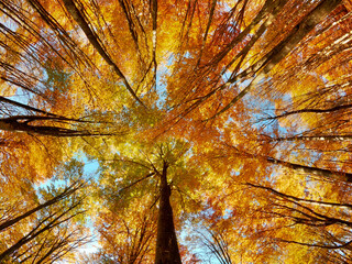 Poster - Fisheye low angle shot of tall skinny trees in a forest during autumn with colorful leaves