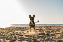 Adorable Black Dog Running On The Sandy Beach