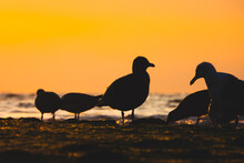 Flock Of Seagulls On The Beach At Sunset